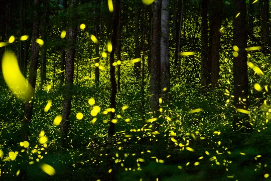 Synchronous fireflies Great Smoky Mountains